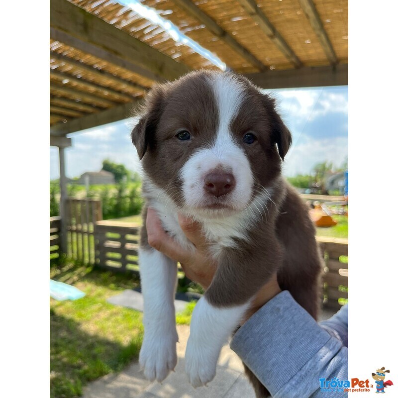 Cuccioli Border Collie – Selezione da Genitori Testati – Disponibili da Giugno - Foto n. 4
