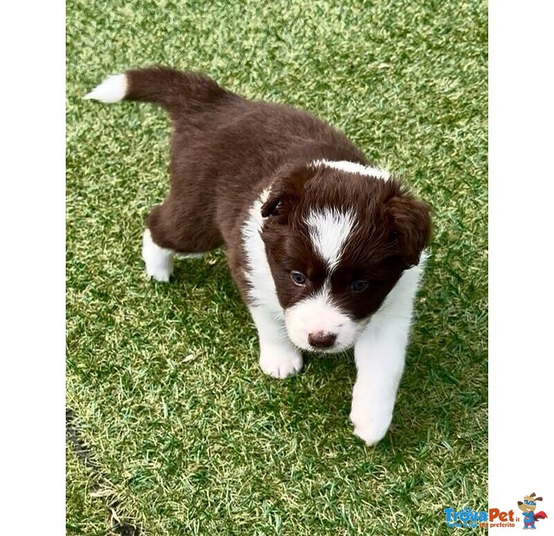 Cuccioli di Border Collie - Foto n. 5