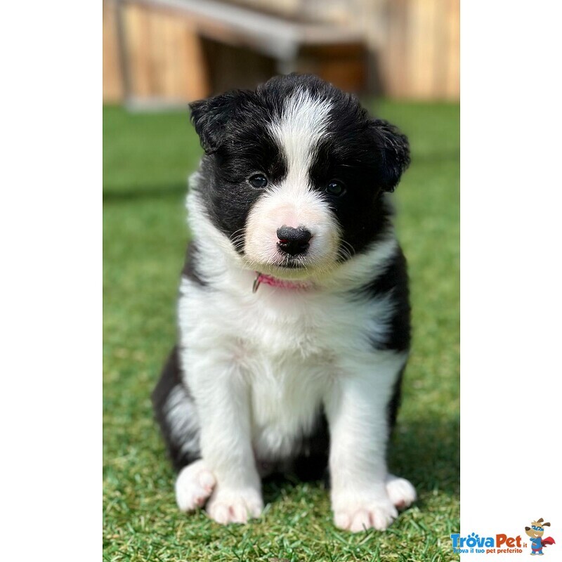 Cuccioli di Border Collie - Foto n. 6