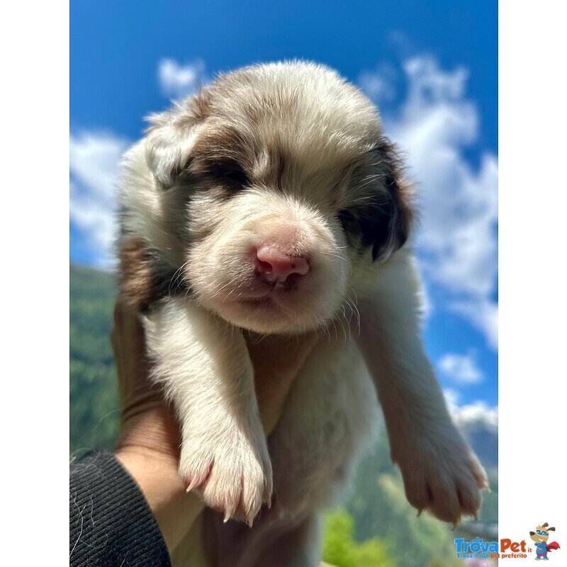 Cuccioli di Border Collie - Foto n. 7