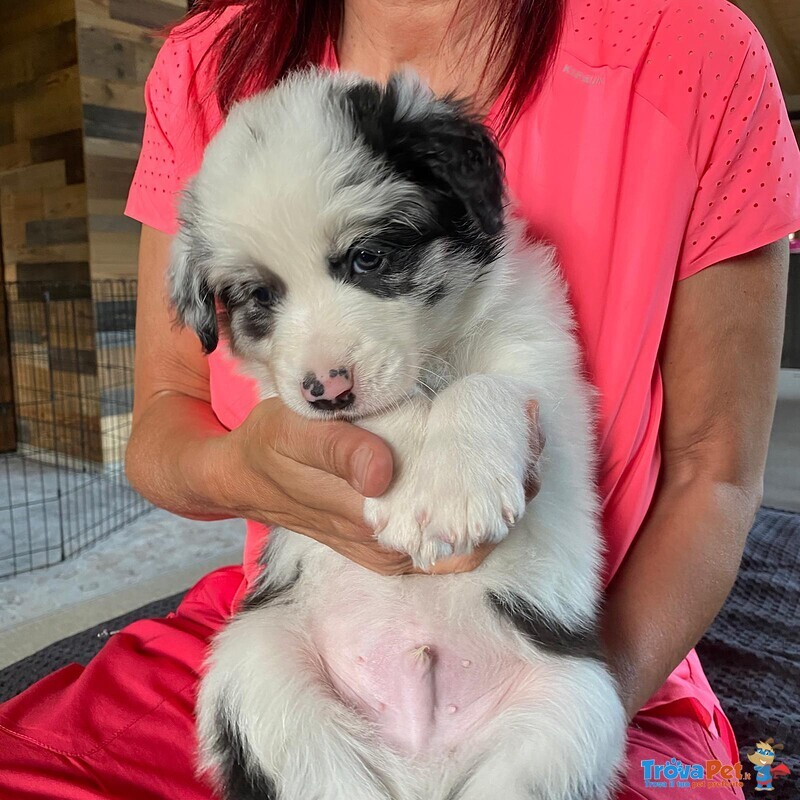 Cuccioli di Border Collie - Foto n. 8