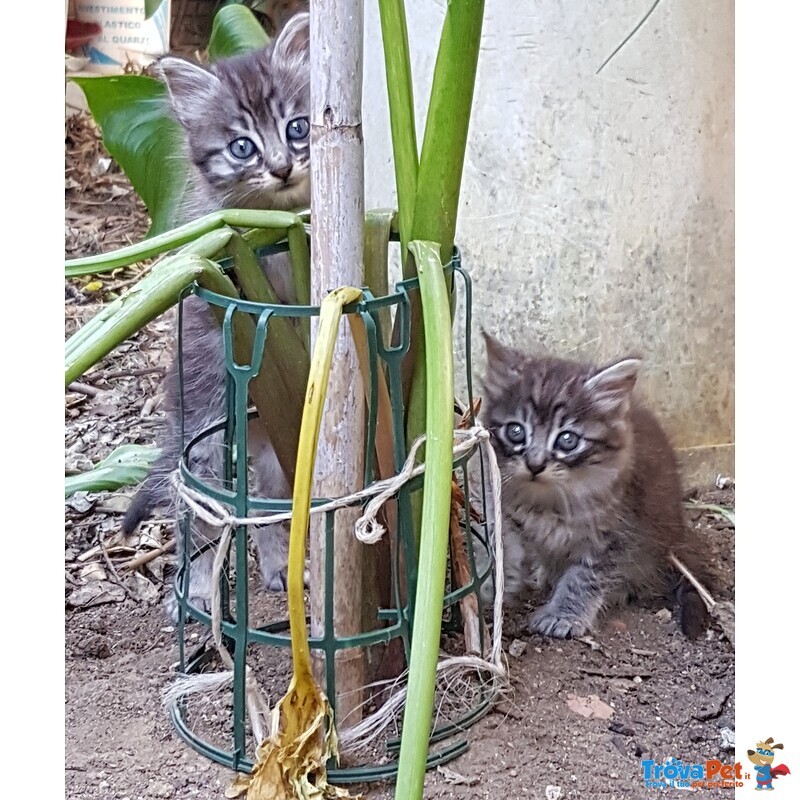 Gatti in sud Sardegna - Foto n. 1