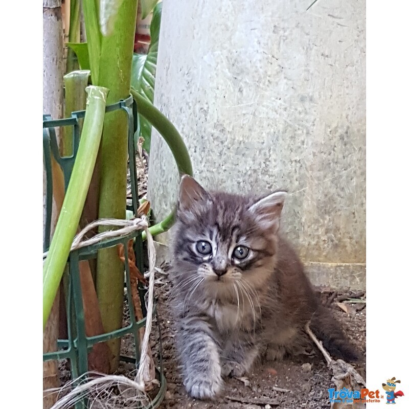Gatti in sud Sardegna - Foto n. 3