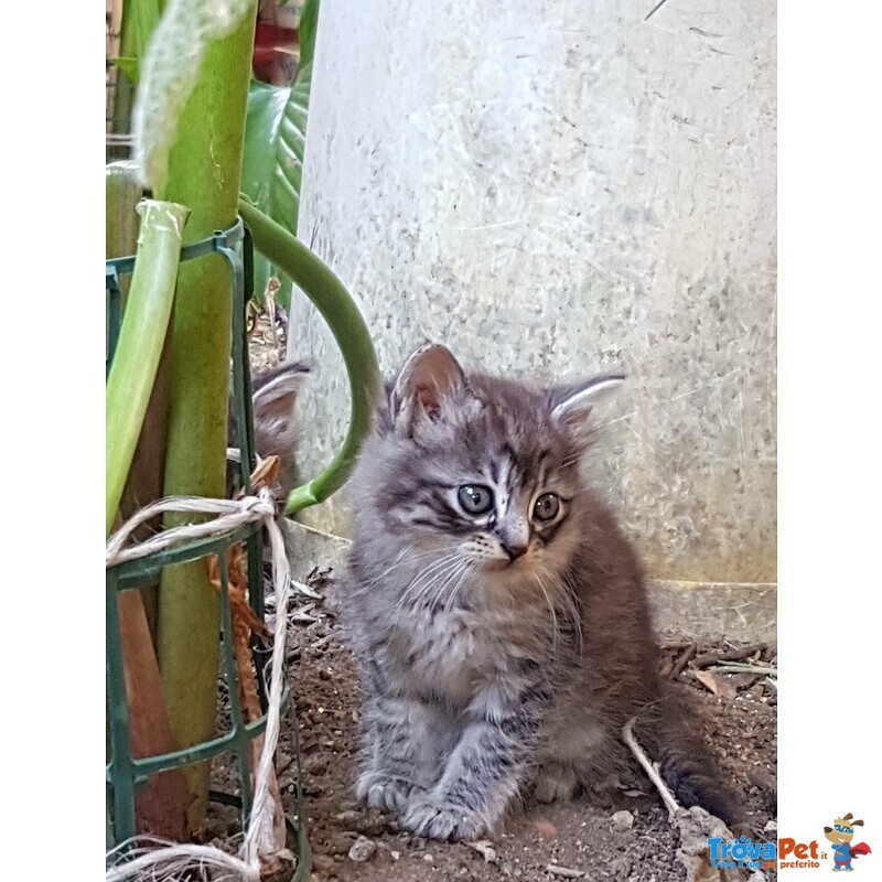 Gatti in sud Sardegna - Foto n. 4