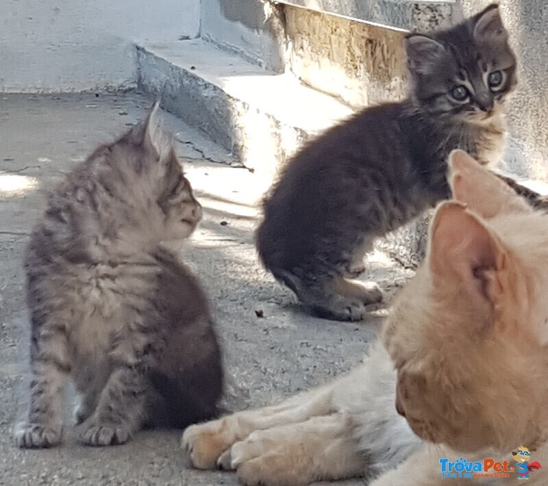 Gatti in sud Sardegna - Foto n. 5