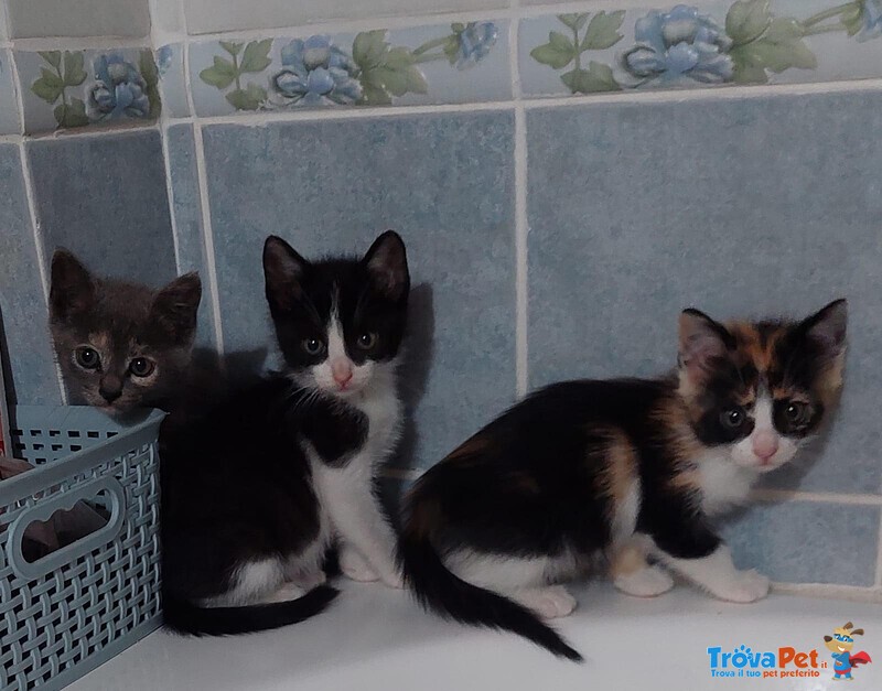 Micini di soli 2 mesi Aspettano una Casa - Foto n. 4
