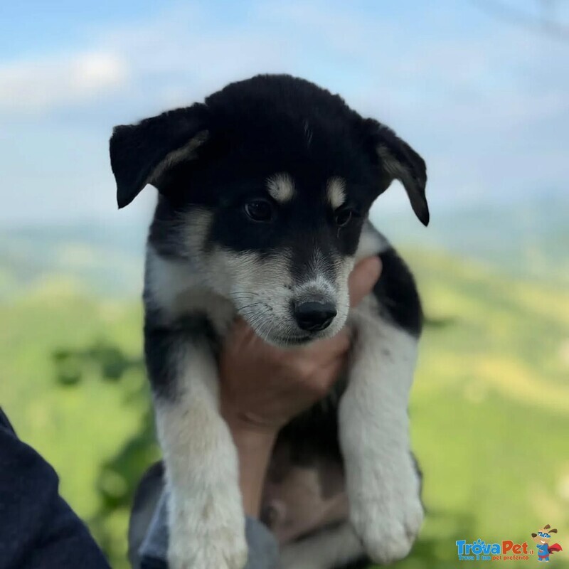 Selva e Aurora - Cucciole 2 mesi Incrocio Husky - Labrador Cercano Adozione - Foto n. 2