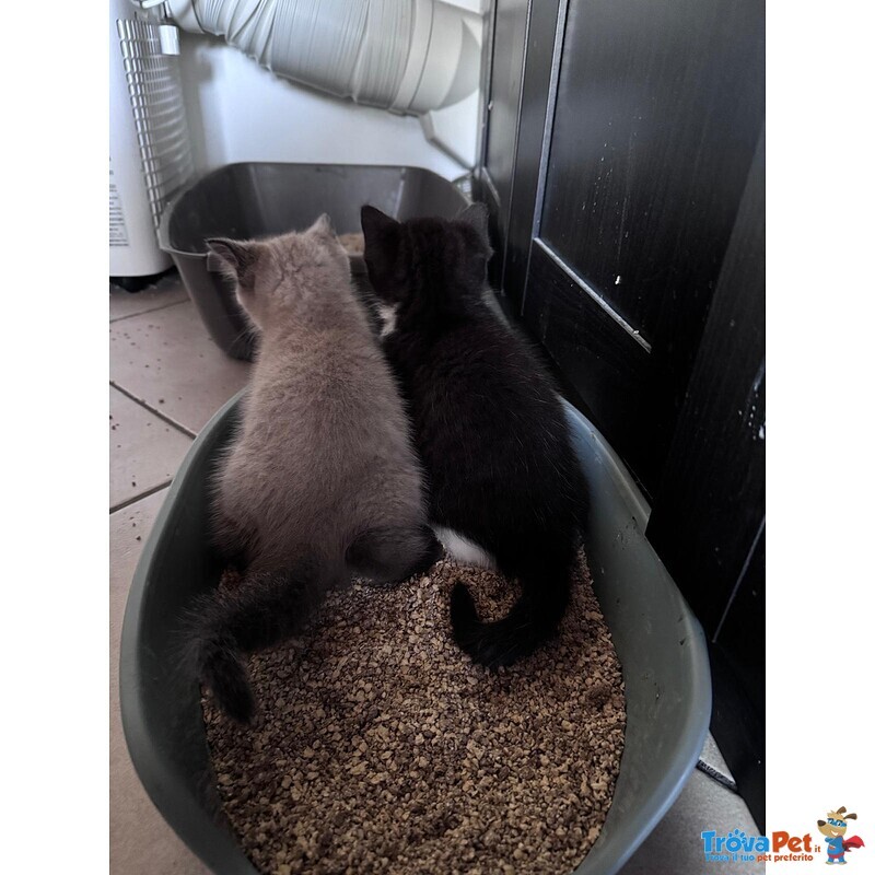 Gattini Munchkin - Foto n. 3
