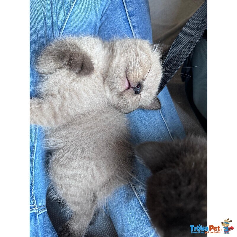 Gattini Munchkin - Foto n. 4