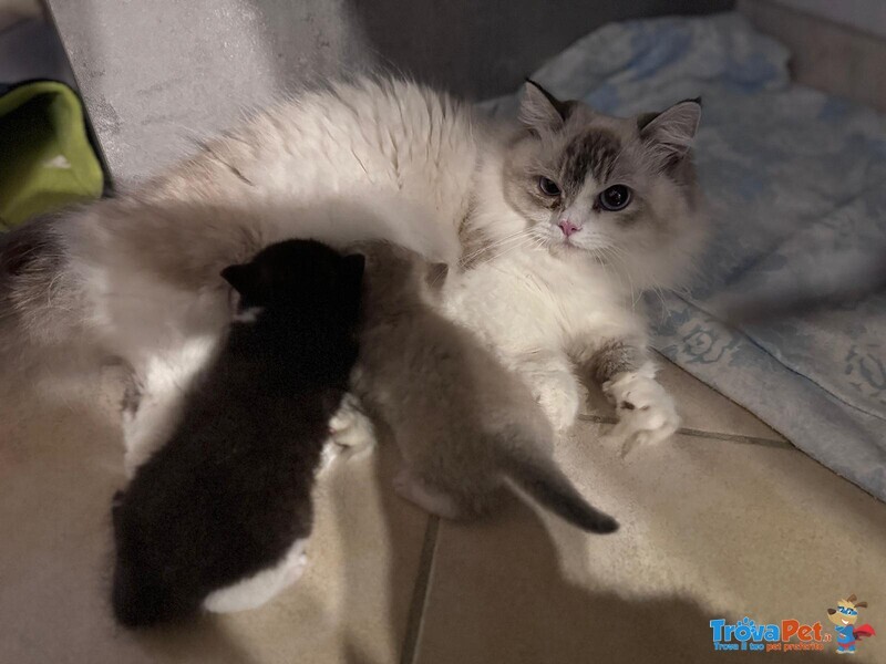 Gattini Munchkin - Foto n. 5