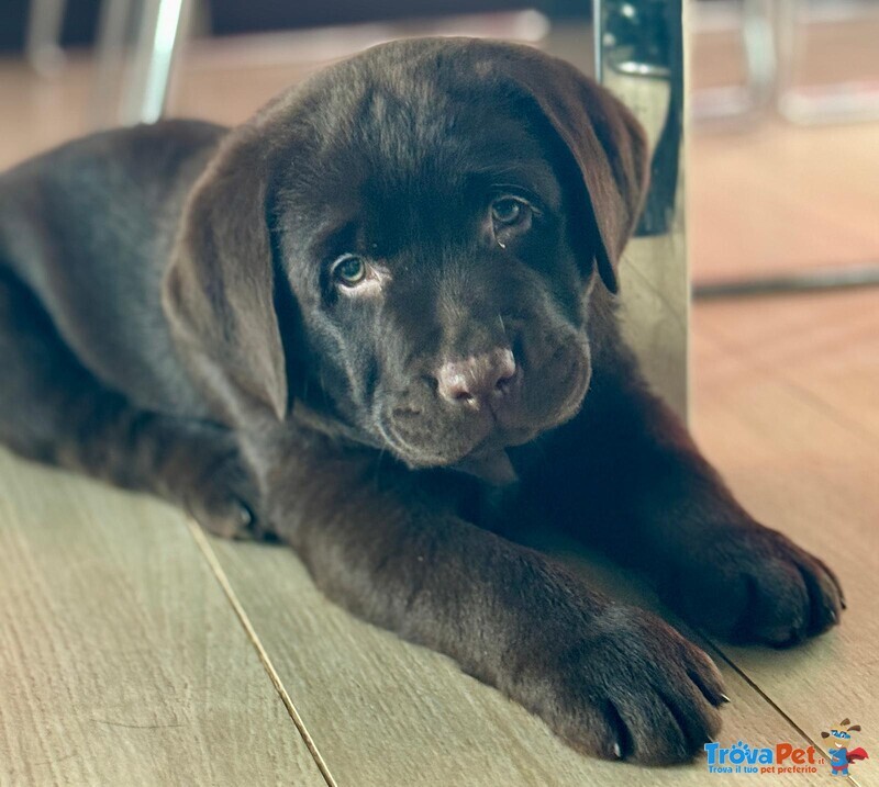 Meravigliosi Cuccioli di Labrador Chocolate Puro - Foto n. 1