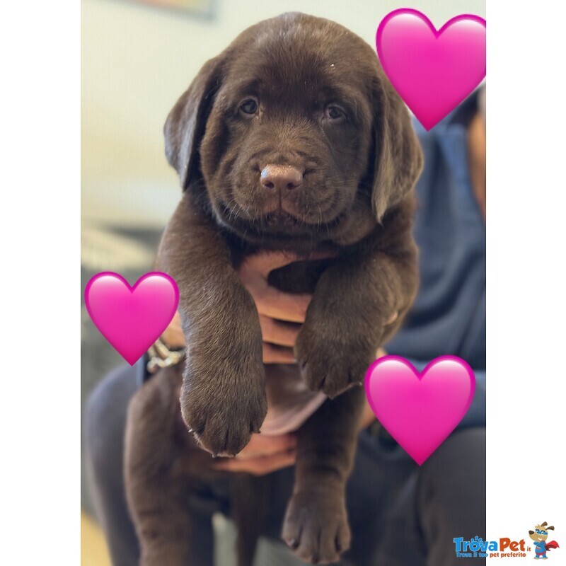Meravigliosi Cuccioli di Labrador Chocolate Puro - Foto n. 2