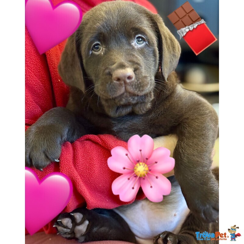 Meravigliosi Cuccioli di Labrador Chocolate Puro - Foto n. 3