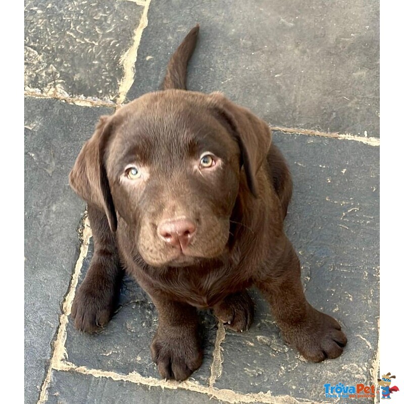 Meravigliosi Cuccioli di Labrador Chocolate Puro - Foto n. 4