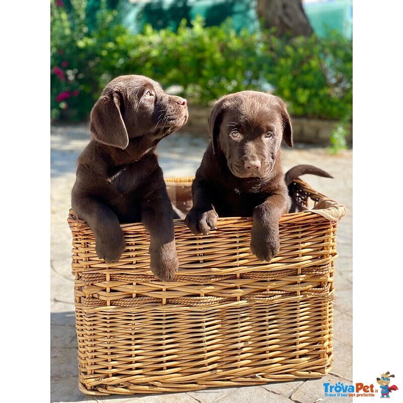 Meravigliosi Cuccioli di Labrador Chocolate Puro - Foto n. 6