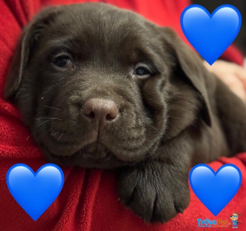 Meravigliosi Cuccioli di Labrador Chocolate Puro - Foto n. 7