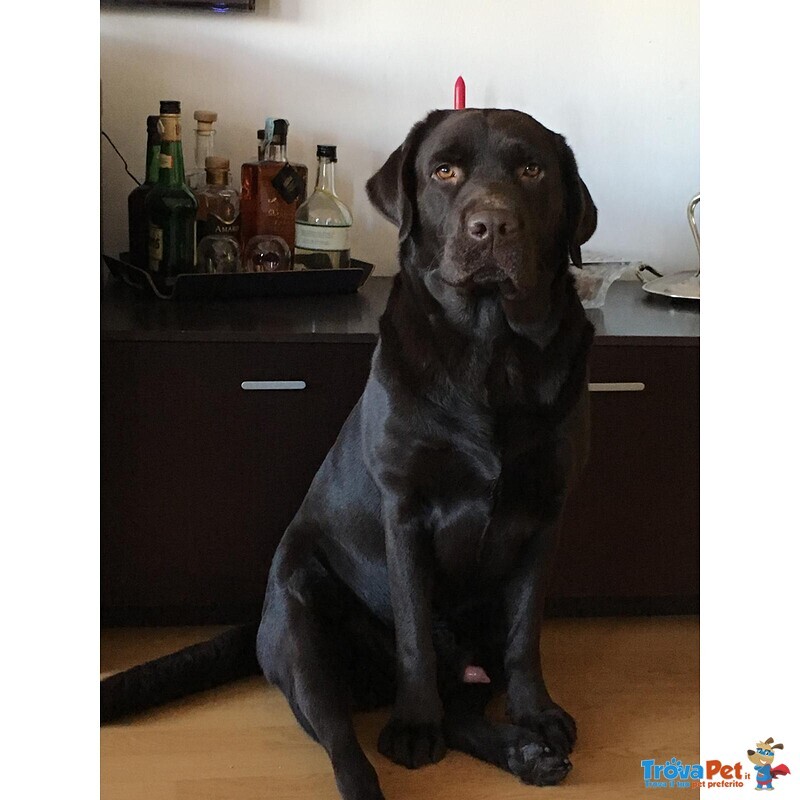 Meravigliosi Cuccioli di Labrador Chocolate Puro - Foto n. 8