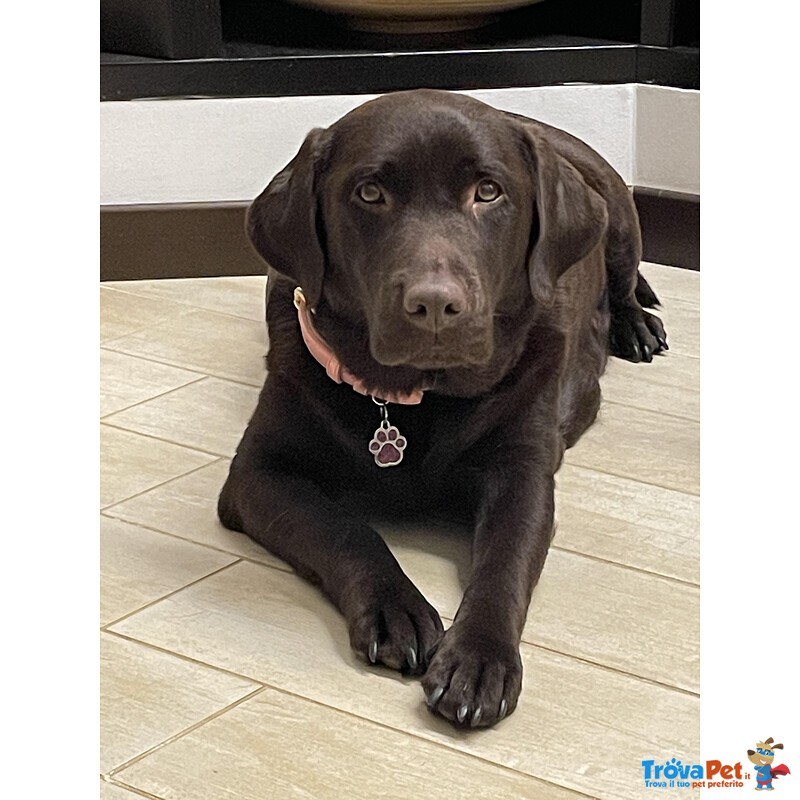 Meravigliosi Cuccioli di Labrador Chocolate Puro - Foto n. 9