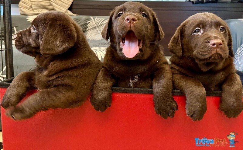 Meravigliosi Cuccioli di Labrador Chocolate Puro - Foto n. 10
