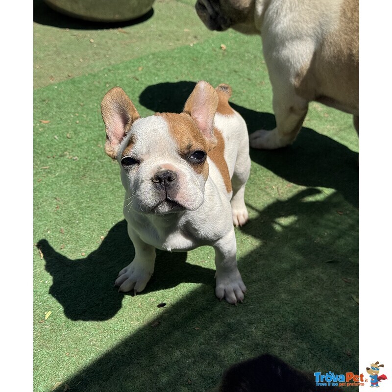 Cuccioli di Bulldog Francese - Foto n. 1