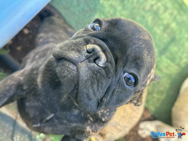 Cuccioli di Bulldog Francese - Foto n. 2