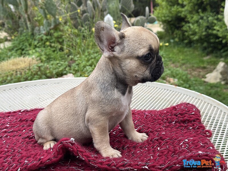 Cuccioli di Bulldog Francese - Foto n. 3