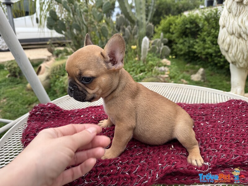 Cuccioli di Bulldog Francese - Foto n. 4