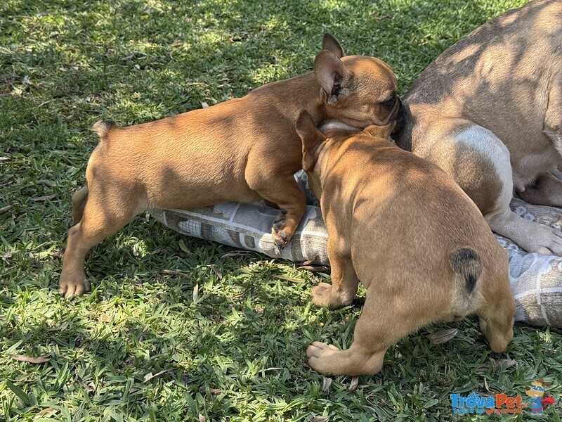 Cuccioli di Bulldog Francese - Foto n. 7