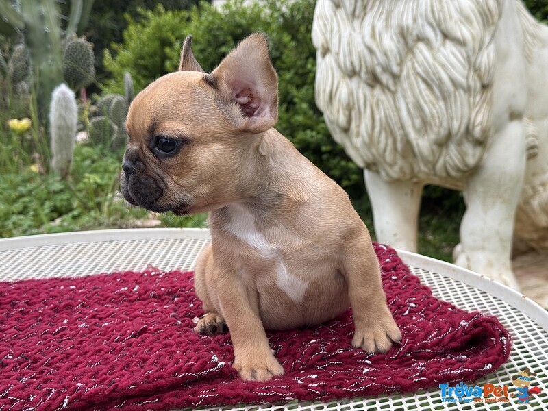 Cuccioli di Bulldog Francese - Foto n. 8