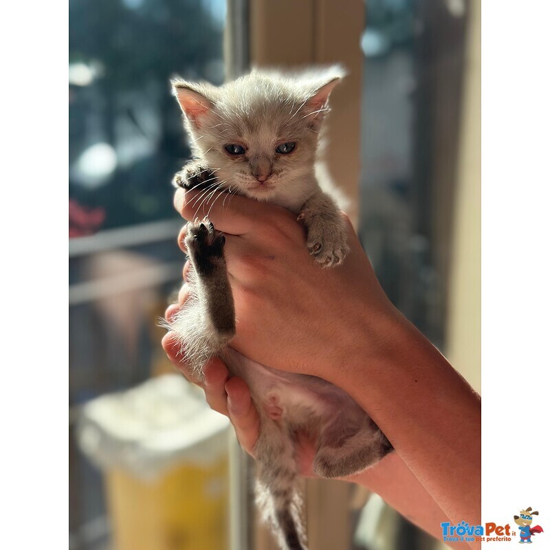🐾 Bloom – una Fiorellina di neve in Cerca di una casa Futura 🐾 - Foto n. 1