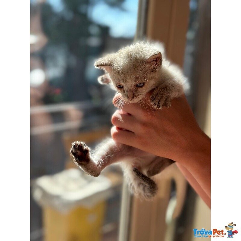 🐾 Bloom – una Fiorellina di neve in Cerca di una casa Futura 🐾 - Foto n. 2
