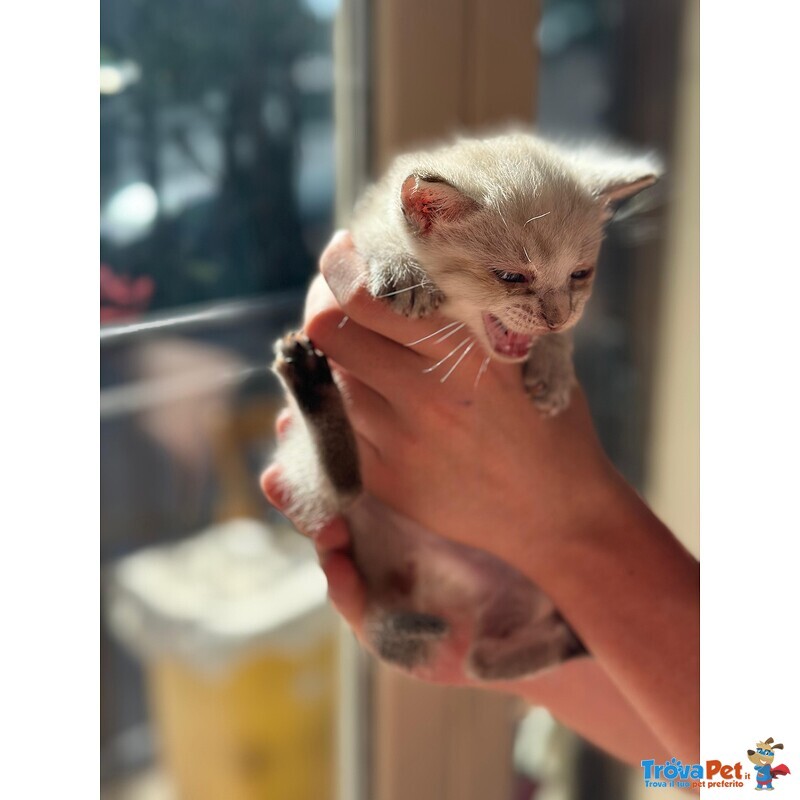 🐾 Bloom – una Fiorellina di neve in Cerca di una casa Futura 🐾 - Foto n. 3