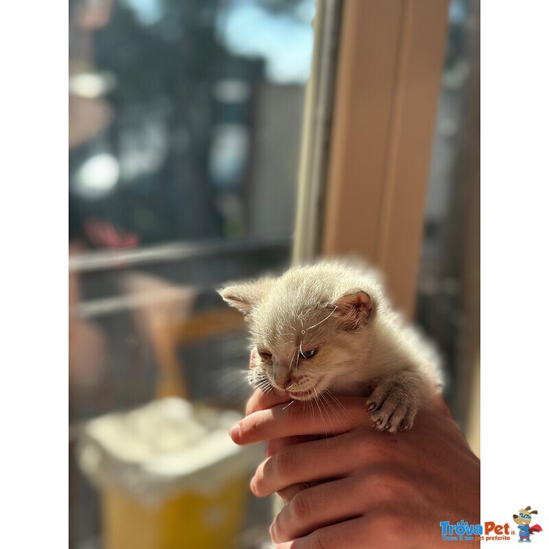 🐾 Bloom – una Fiorellina di neve in Cerca di una casa Futura 🐾 - Foto n. 4