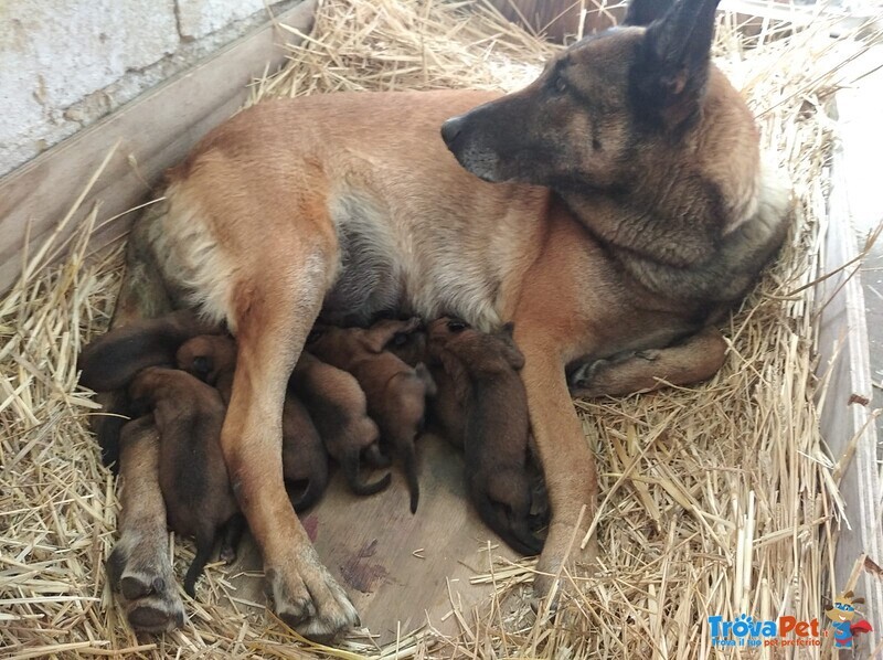 Pastore Belga Malinois Allevamento e Cuccioli in Puglia Campania Basilicata Calabria - Foto n. 1