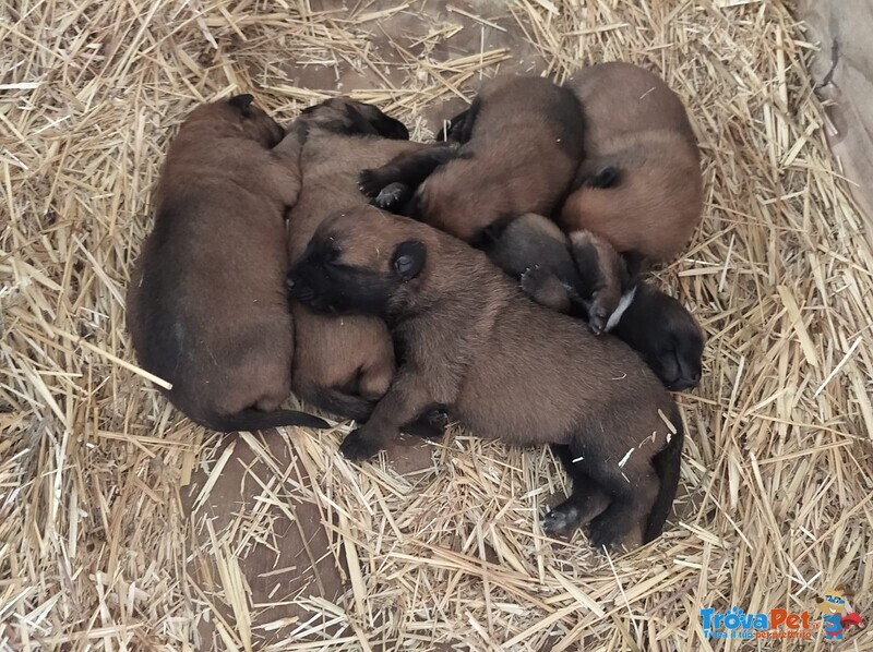 Pastore Belga Malinois Allevamento e Cuccioli in Puglia Campania Basilicata Calabria - Foto n. 2