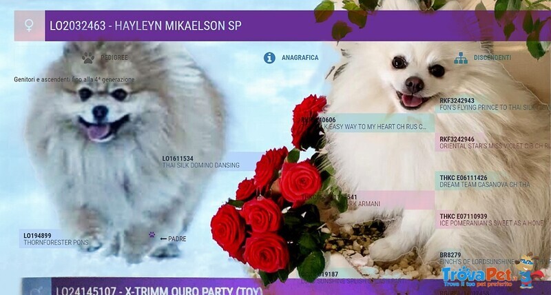Pomerania Cucciolo Spitz Tedesco Nano - Foto n. 1