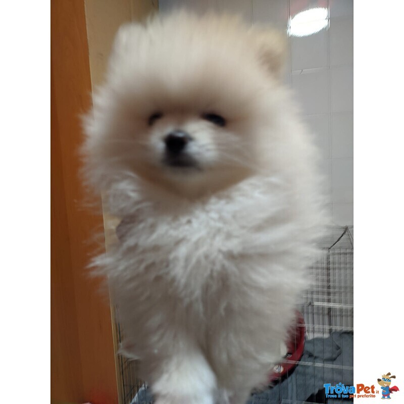 Pomerania Cucciolo Spitz Tedesco Nano - Foto n. 2