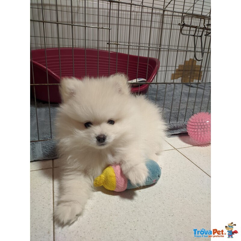 Pomerania Cucciolo Spitz Tedesco Nano - Foto n. 3