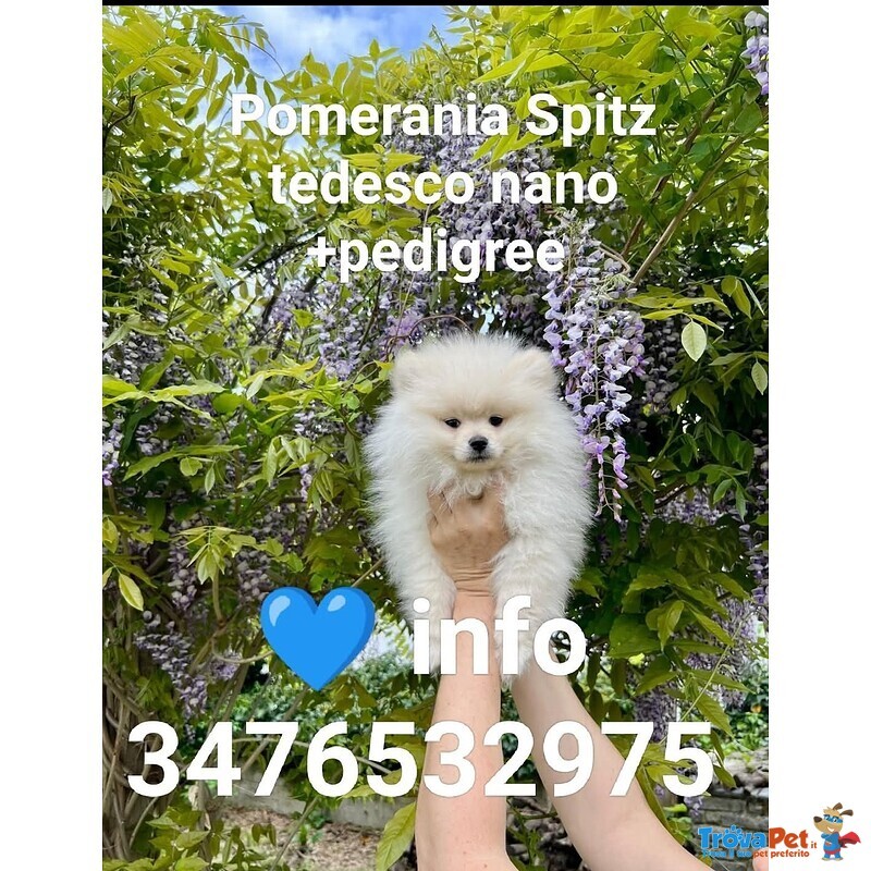 Pomerania Cucciolo Spitz Tedesco Nano - Foto n. 4