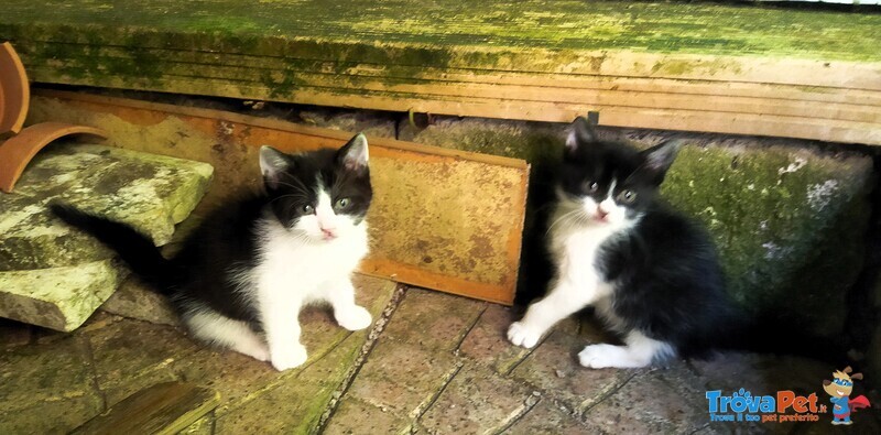 Gattini Adorabili in Regalo - Foto n. 1