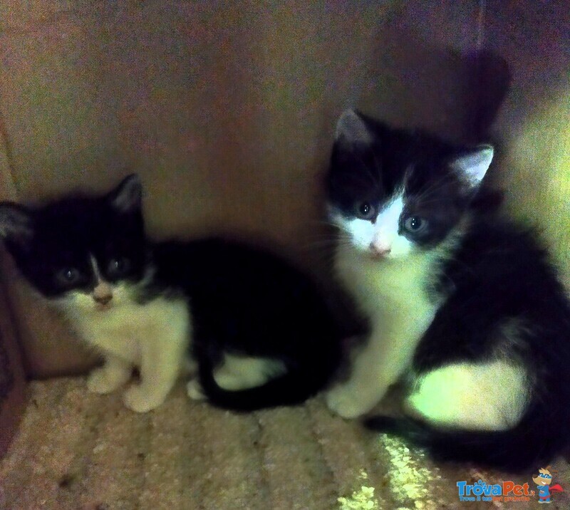 Gattini Adorabili in Regalo - Foto n. 4