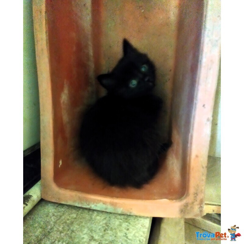 Gattini Adorabili in Regalo - Foto n. 5