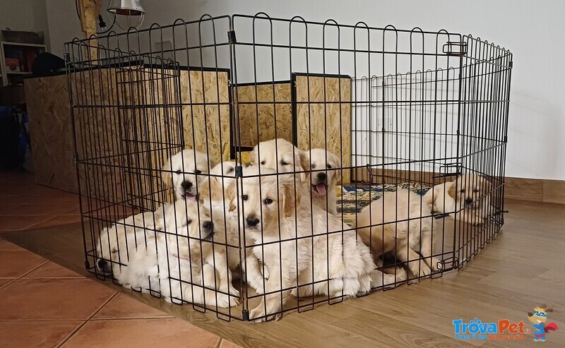 Cuccioli di Golden Retriever - Foto n. 1