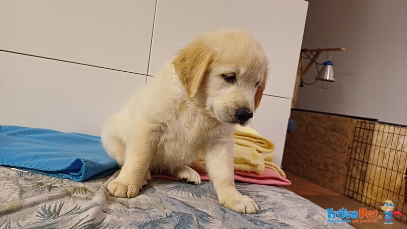 Cuccioli di Golden Retriever - Foto n. 2