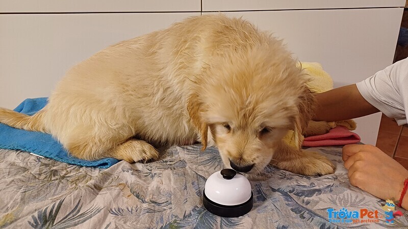 Cuccioli di Golden Retriever - Foto n. 3