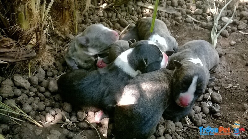 Cuccioli Amstaff con Pedigree a bari in Puglia - Foto n. 2