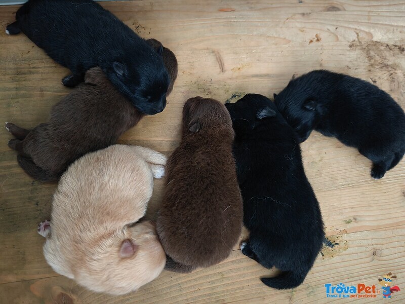 Cuccioli Spitz Tedesco Piccolo ( Kleinspitz ) - Foto n. 4
