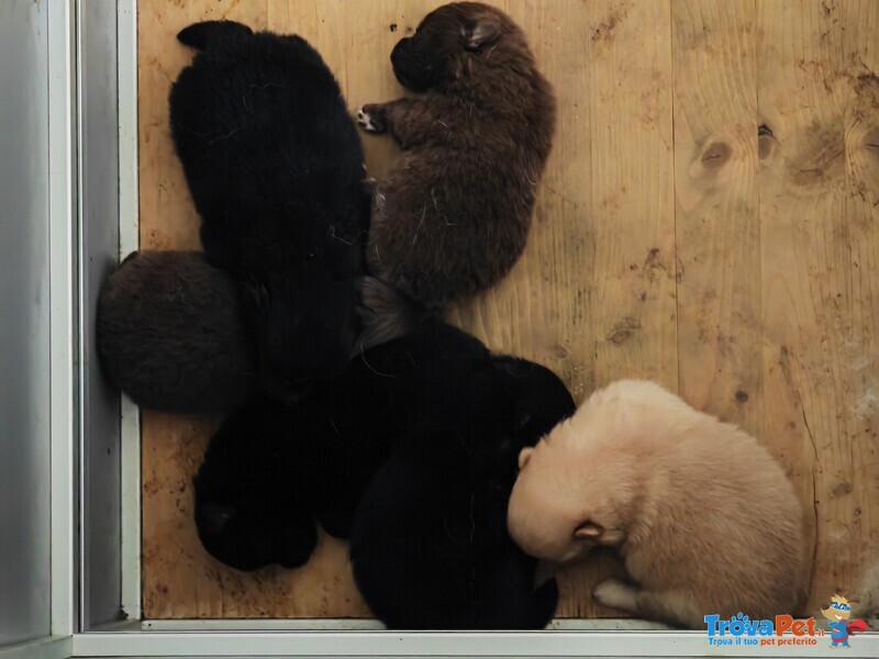 Cuccioli Spitz Tedesco Piccolo ( Kleinspitz ) - Foto n. 5