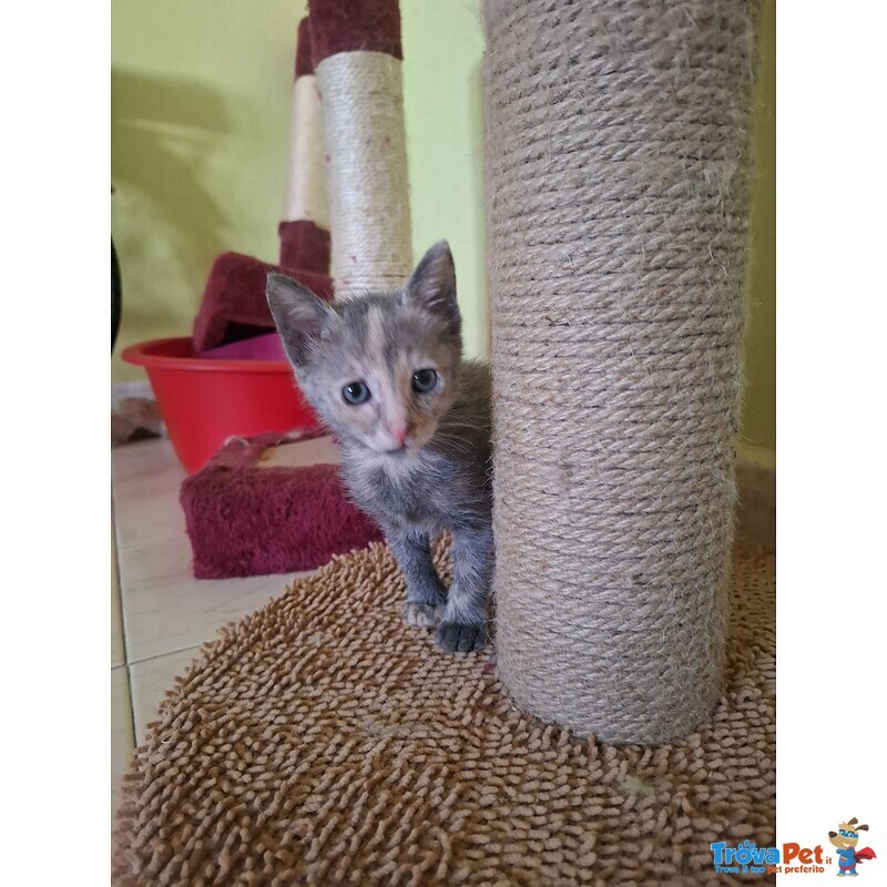Greys Dolce Micina Cerca Adozione - Foto n. 2