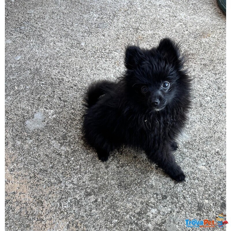Splendidi Spitz di Pomerania - Foto n. 1